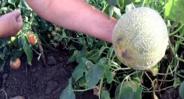 Jak pěstovat melouny na sibiři na otevřeném poli a ve skleníku?